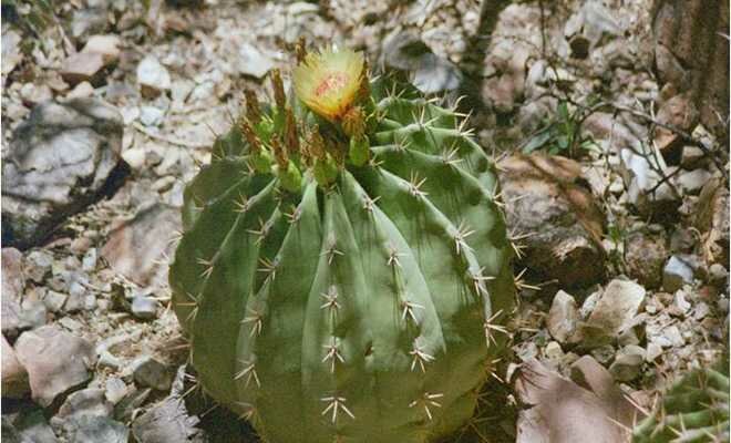 CACTUS in FLOWER Photo - Saguaro National Park, Tucson, Arizona 