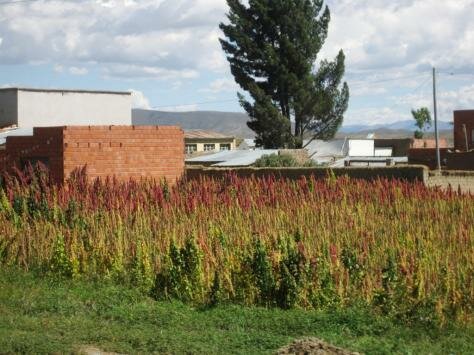 Amaranto - Popular Altiplano Crop Photo - Bolivia, South America 