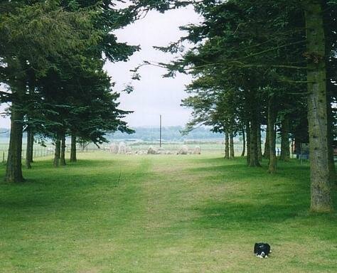 Sheep dog and ancient stones Photo - Aberdeen, Scotland 